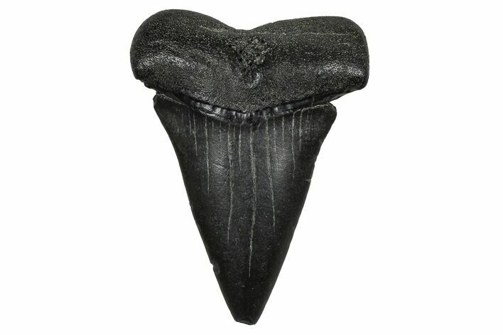 Fossil Broad-Toothed Mako Tooth - South Carolina #374797